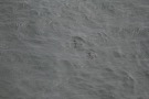 Missing Picture